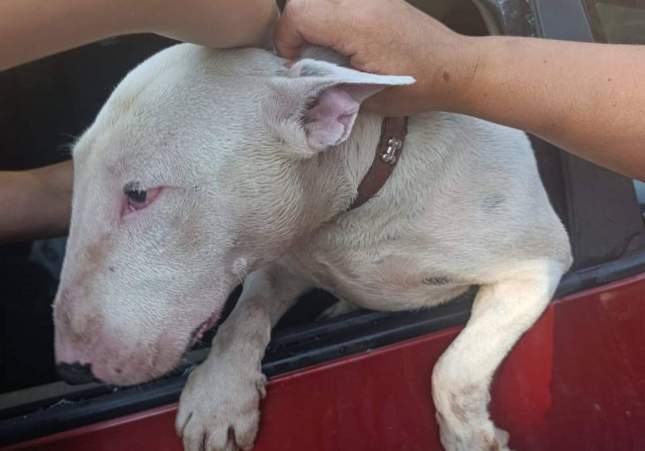Pitbull coche PL Vilanova