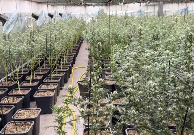marihuana baix penedes marihuana baix penedes