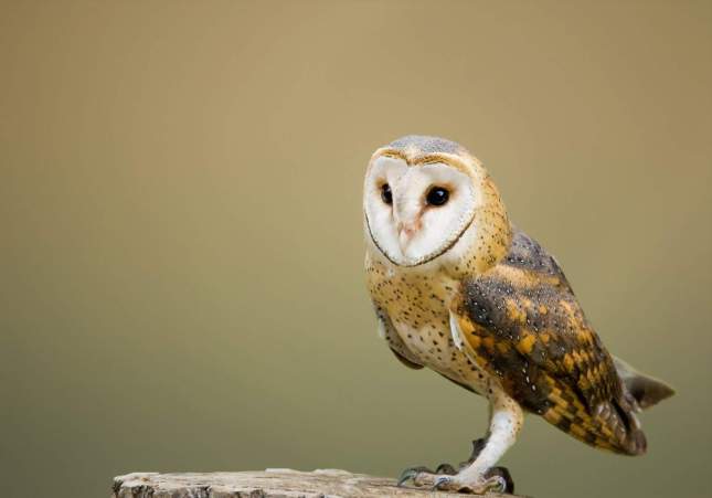 EuropaPress 1490405 ave ano especias|sazonas peligro seo birdlife pajaros nocturnos ornitología