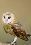 EuropaPress 1490405 ave ano especies peligro seo birdlife pajaros nocturnos ornitologia