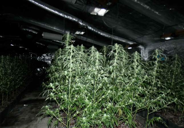 marihuana senia marihuana senia