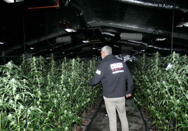 marihuana fabrica senia