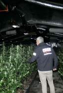 marihuana fabrica senia