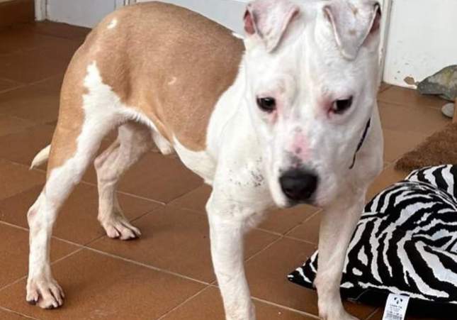 perro secuestrado en lladó perro secuestrado en lladó