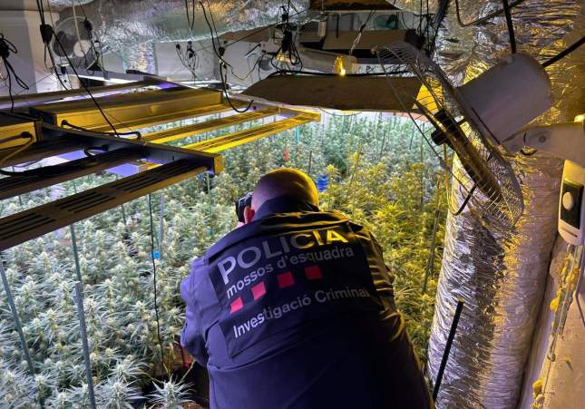 marihuana les garrigues (1)