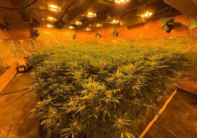 plantació marihuana banyoles incendi