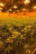 plantació marihuana banyoles incendi