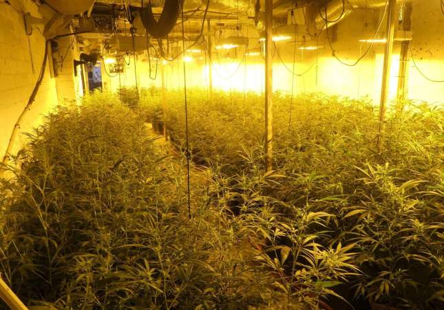 germans marihuana pla urgell