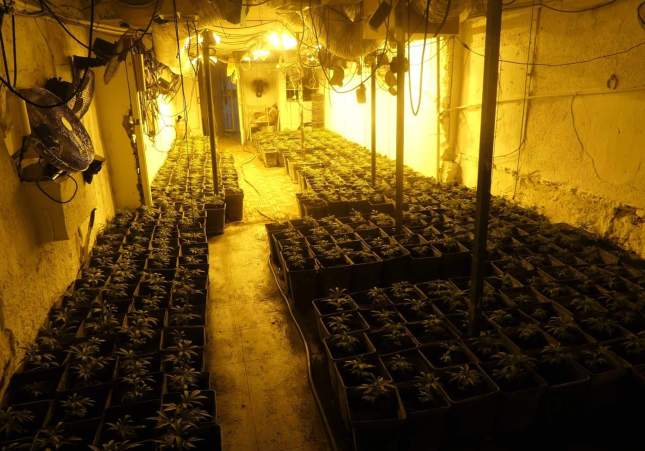 marihuana hermanos plan|plano urgell