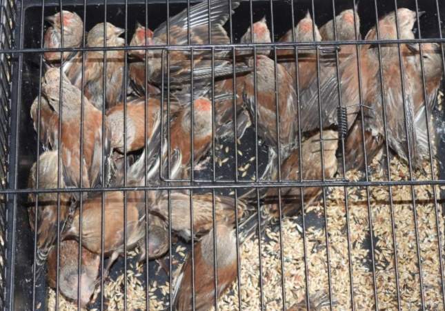 Imagen de la entrada y registro de Agentes Rurales, en el marco de una operación contra el tráfico de aves