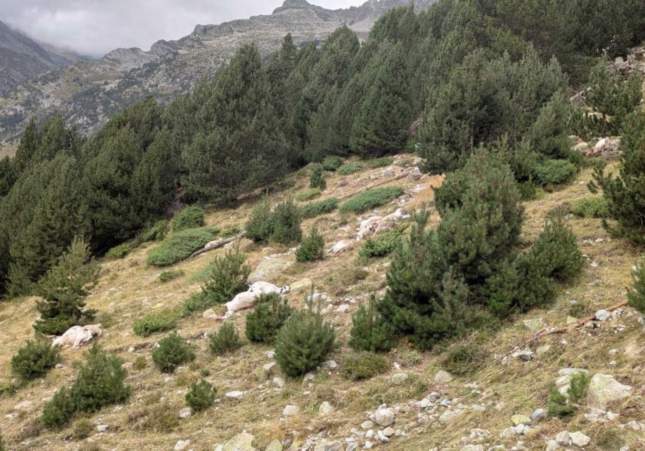 ovelles mortes llamp vielha