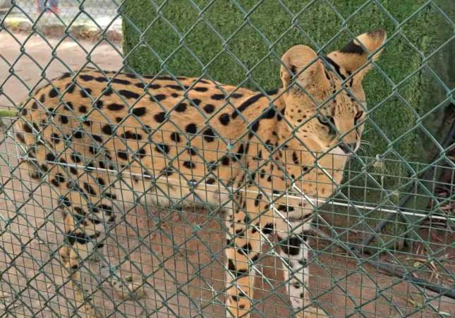 zoo clandesti castello