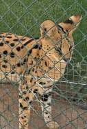 zoo clandesti castello