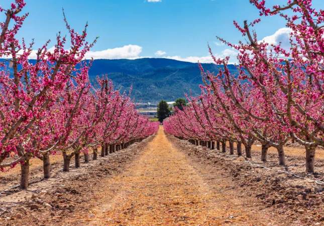 Nectarines