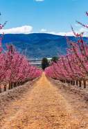 Nectarines