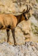 isard