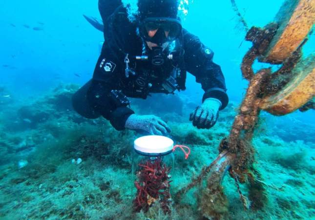 pesca furtiva de coral rojo