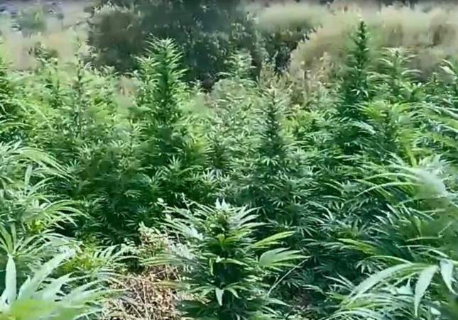 marihuana bosc tremp