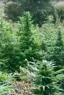 marihuana bosc tremp