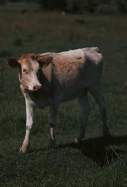 Vaqueta