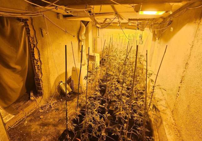 marihuana montferri 2 marihuana montferri 2