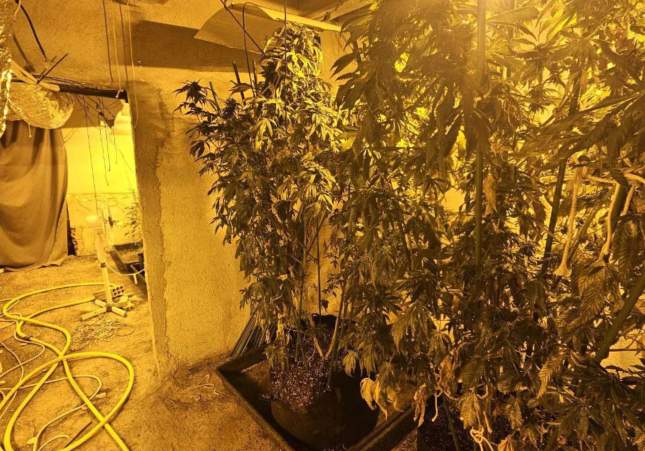 marihuana montferri 3 marihuana montferri 3