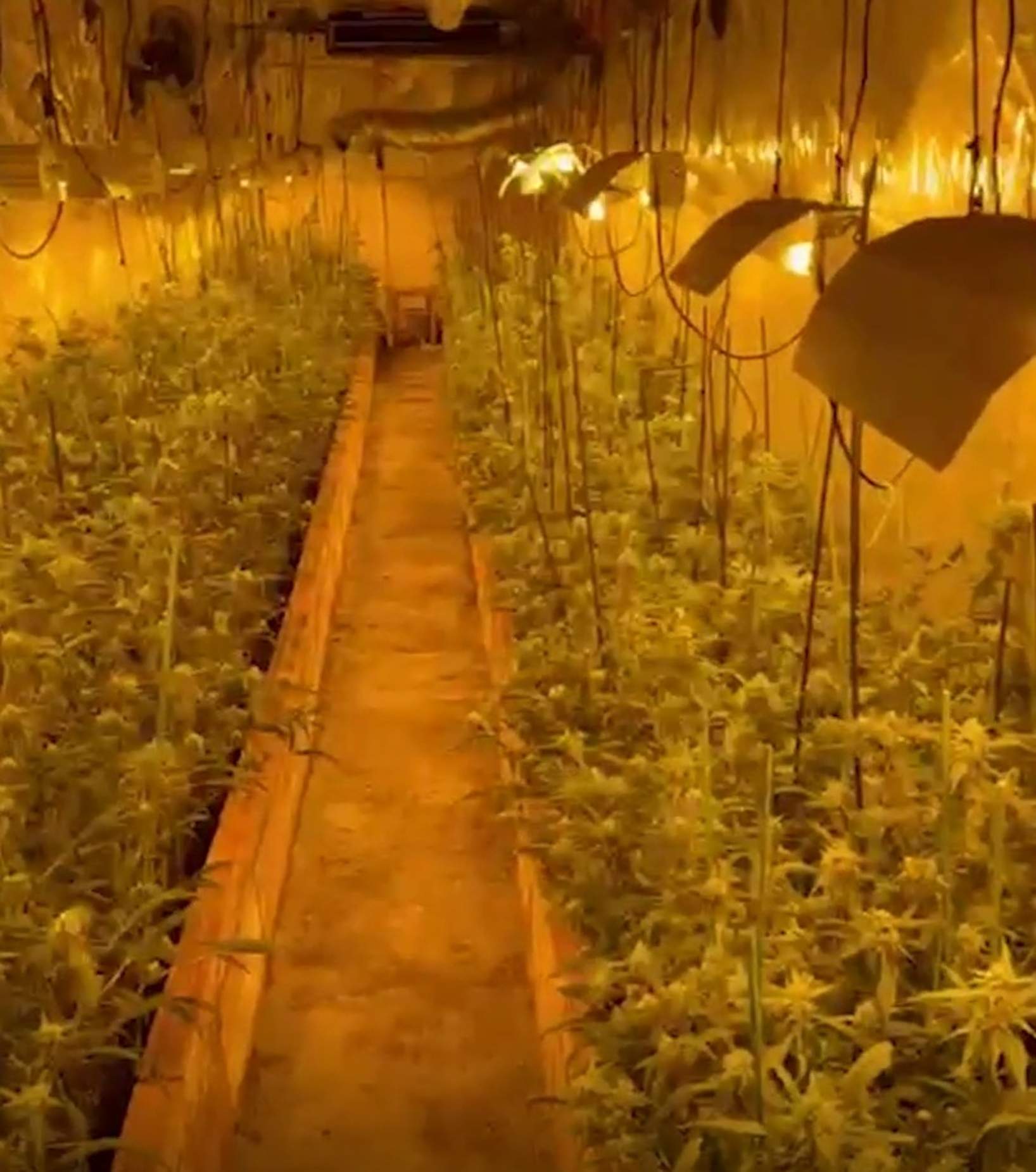 Un cau de pel·lícula: descobreixen una plantació de marihuana a Ripollet amagada darrere una prestatgeria