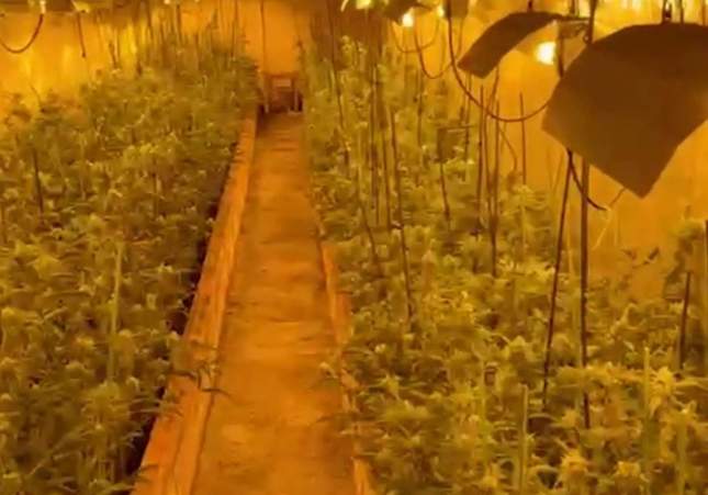 plantació marihuana ripollet