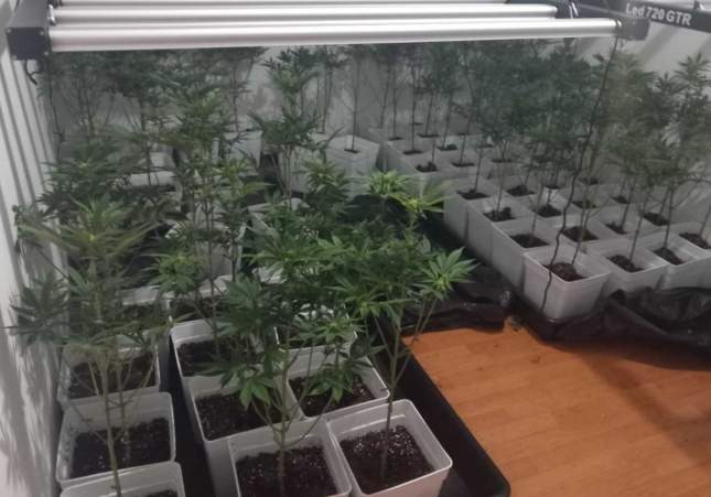 plantacio marihuana berga