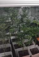 plantacio marihuana berga