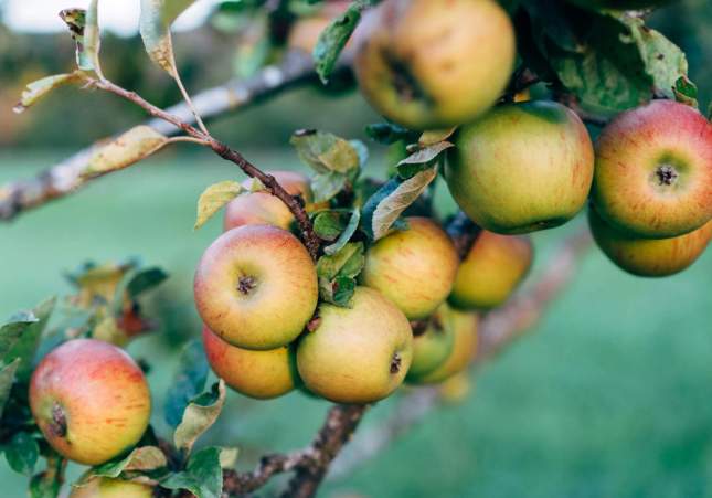 pomes pomer Pexels pomes pomer Pexels