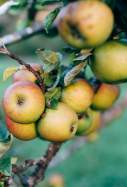 pomes pomer Pexels