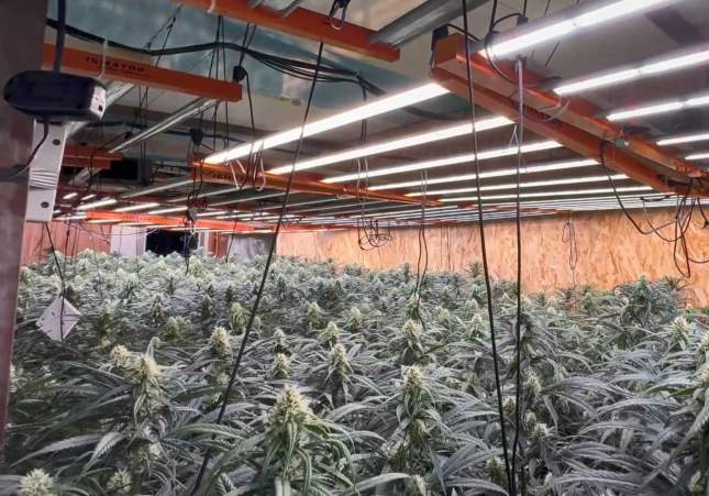 fabrica marihuana hospitalet fabrica marihuana hospitalet