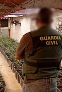 guardia civil plantació