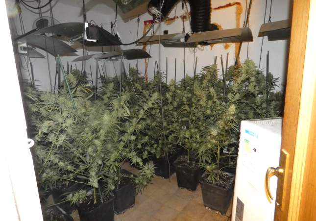 Marihuana Aldover Marihuana Aldover