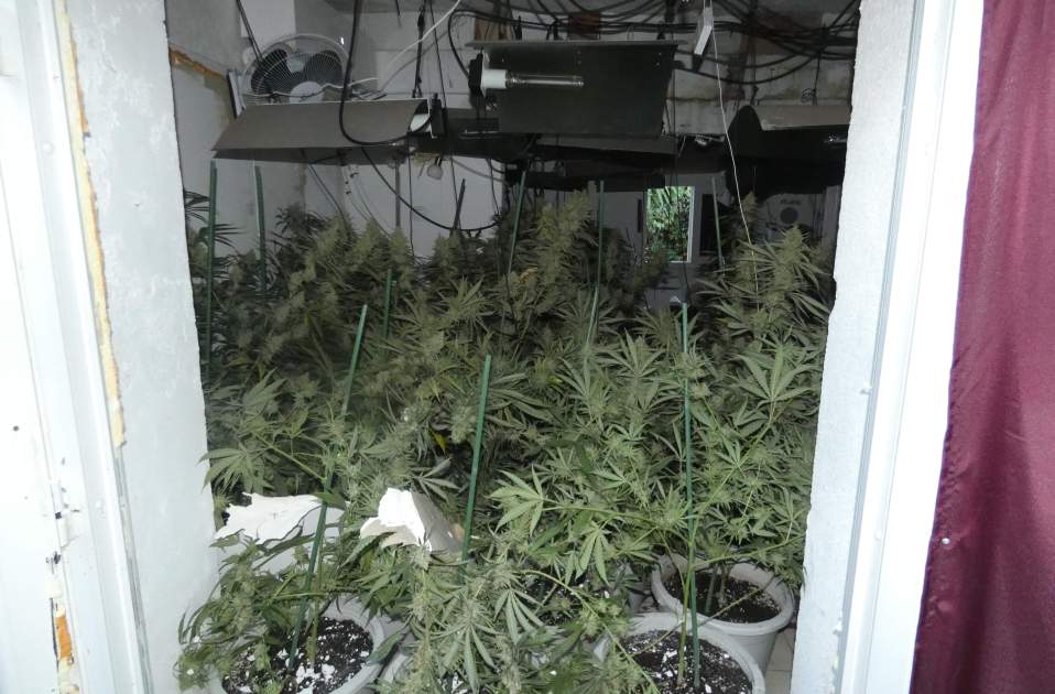 Plantación en el interior de la vivienda / Mossos Plantación en el interior de la vivienda / Mossos