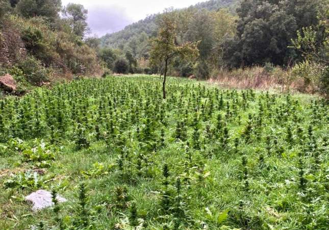 plantacio marihuana conca barbera