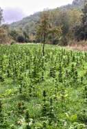 plantacio marihuana conca barbera