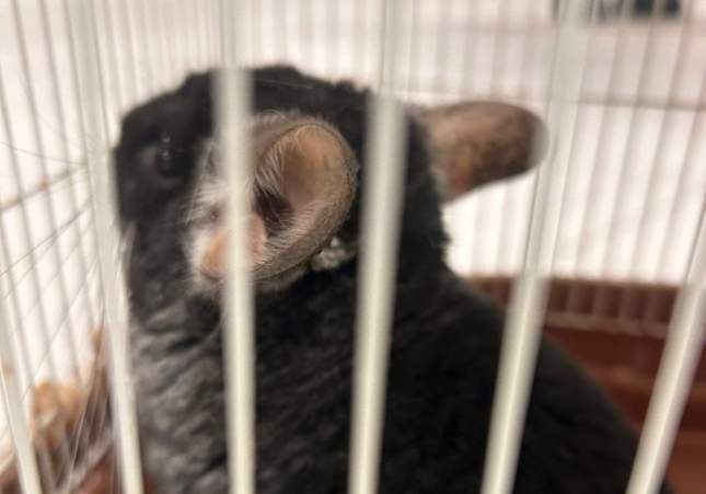 Imagen de la chinchilla rescatada / Guardia Urbana Imagen de la chinchilla rescatada / Guardia Urbana