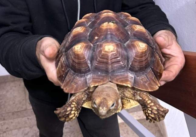 Imagen de la tortuga rescatada / Guardia Urbana de Barcelona Imagen de la tortuga rescatada / Guardia Urbana de Barcelona