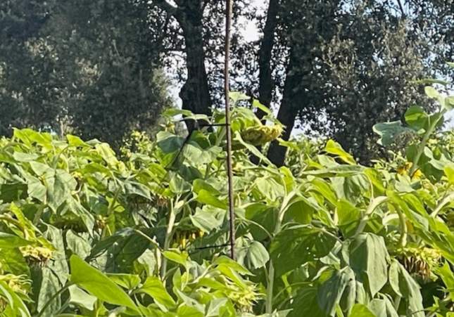 xarxa japonesa ocells