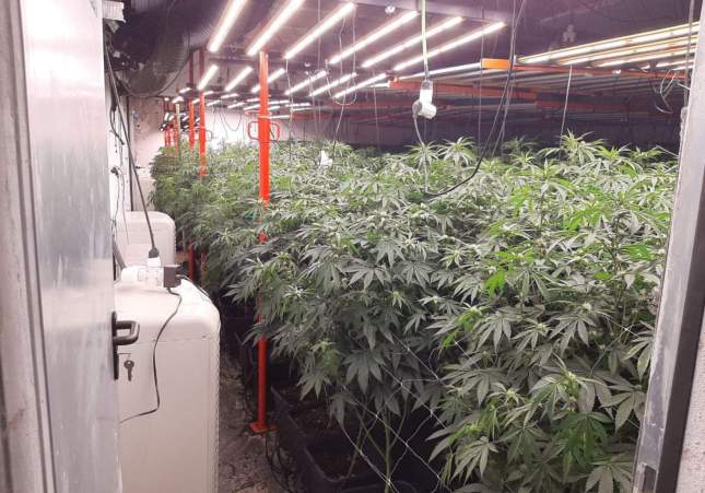 Imatge de la plantació de marihuana   Mossos d'Esquadra