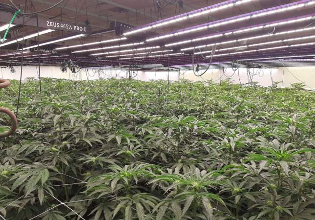 Imatge de la plantació de marihuana   Mossos d'Esquadra (1)