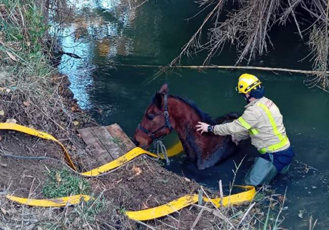 Imatge del cavall al riu Bombers Imatge del cavall al riu Bombers