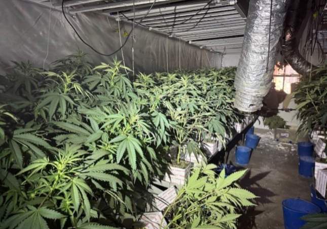 marihuana incendi sant martí (1) marihuana incendi sant martí (1)