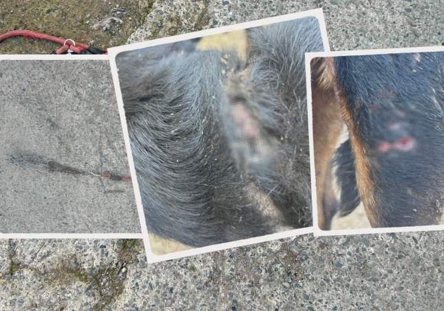 gos assassinat el catllar