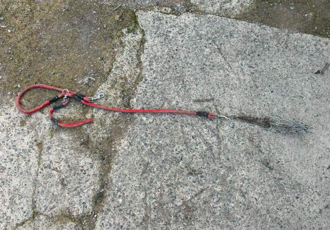 arma gos assassinat catllar arma gos assassinat catllar