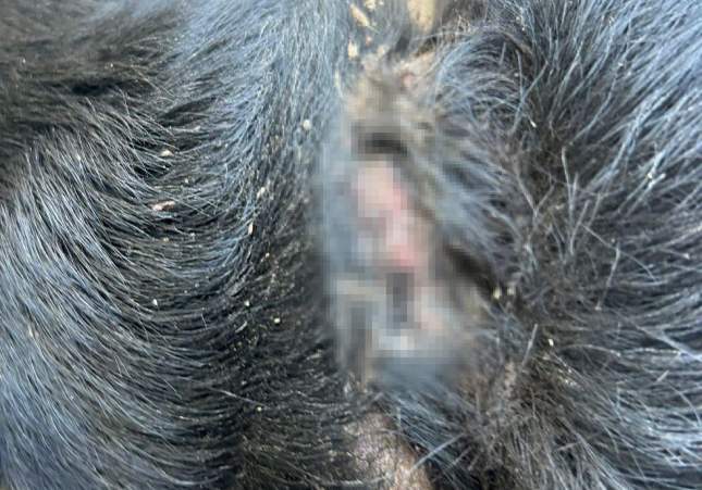 gos assassinat catllar gos assassinat catllar