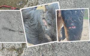 gos assassinat catllar (4)