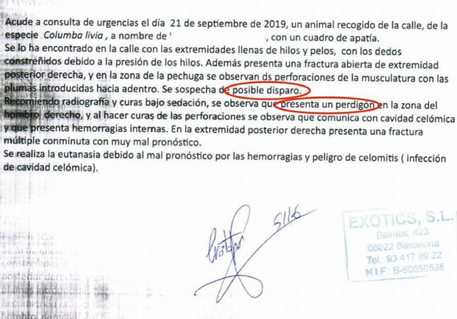 autopsia paloma muerta autopsia paloma muerta